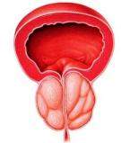 MAGICAL «MAVIT» – MASSAGE, MAGNETIC FIELD AND HEAT PROSTATE – Pemf devices in USA