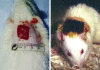 The Effect of Magnetic Fields on Wound Healing