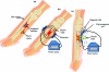 Electrical Stimulation in Bone Healing: Critical Analysis by Evaluating Levels of Evidence